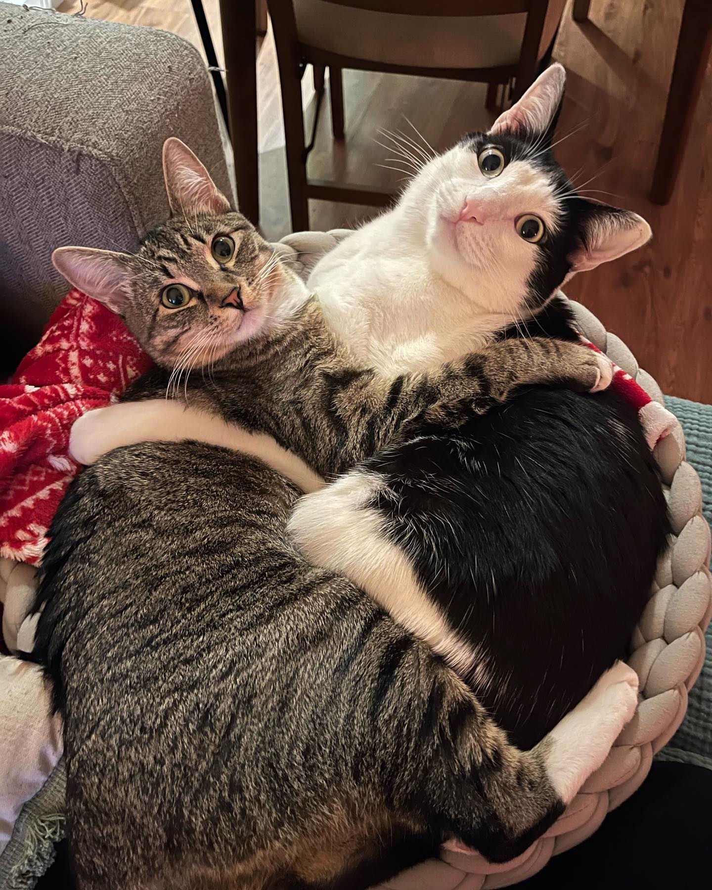 From @cheeku_cat: “Counting down to snuggle season 🍁” #catsofinstagram