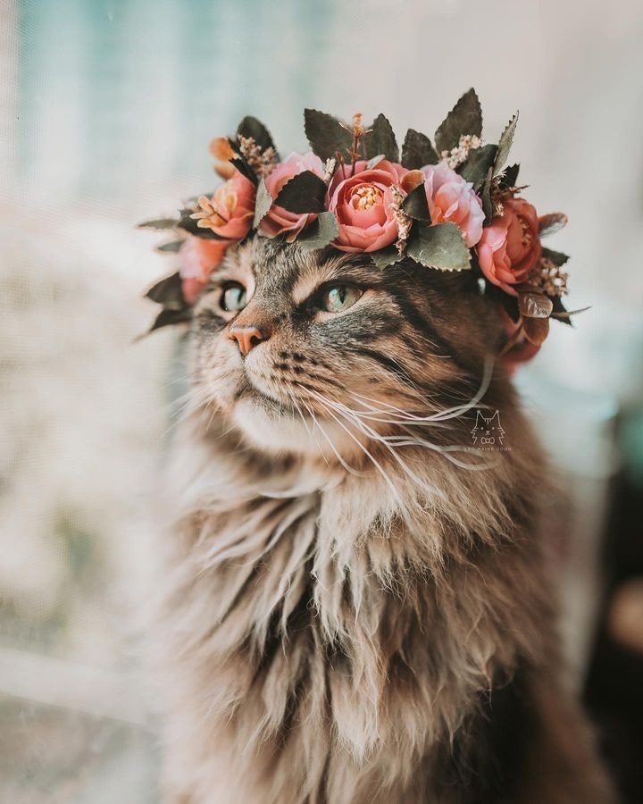 From @leo.mainecoon: “Leonidas of House Felidae, the First of His Name, King of the Maine Coons, Protector of Treats ✨” #twitterweek #catsofinstagram