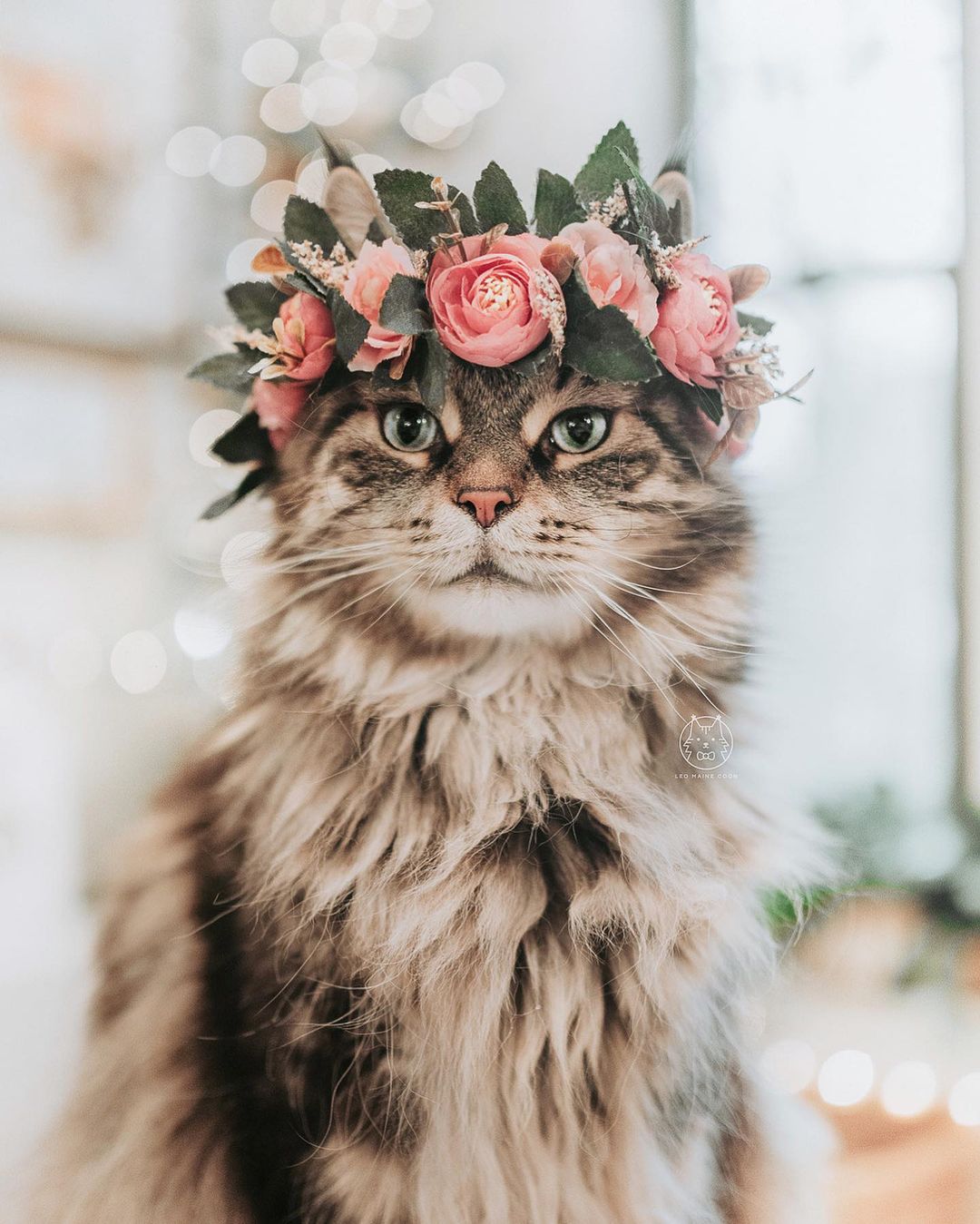 From @leo.mainecoon: “When your catliner is naturally on point 💁🏻‍♂️” #twitterweek #catsofinstagram