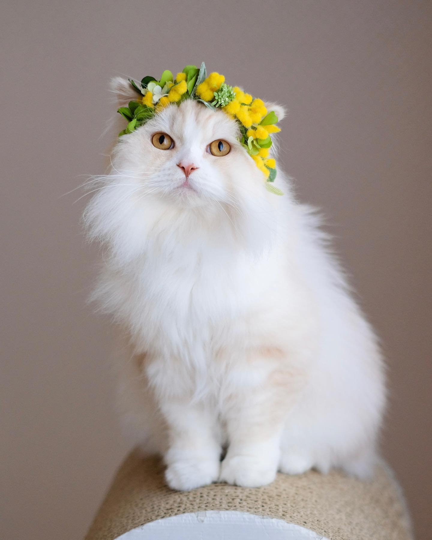 From @nao_co5: “Spring is in the air🌼 Kin♡もふもふ金さん” #twitterweek #catsofinstagram