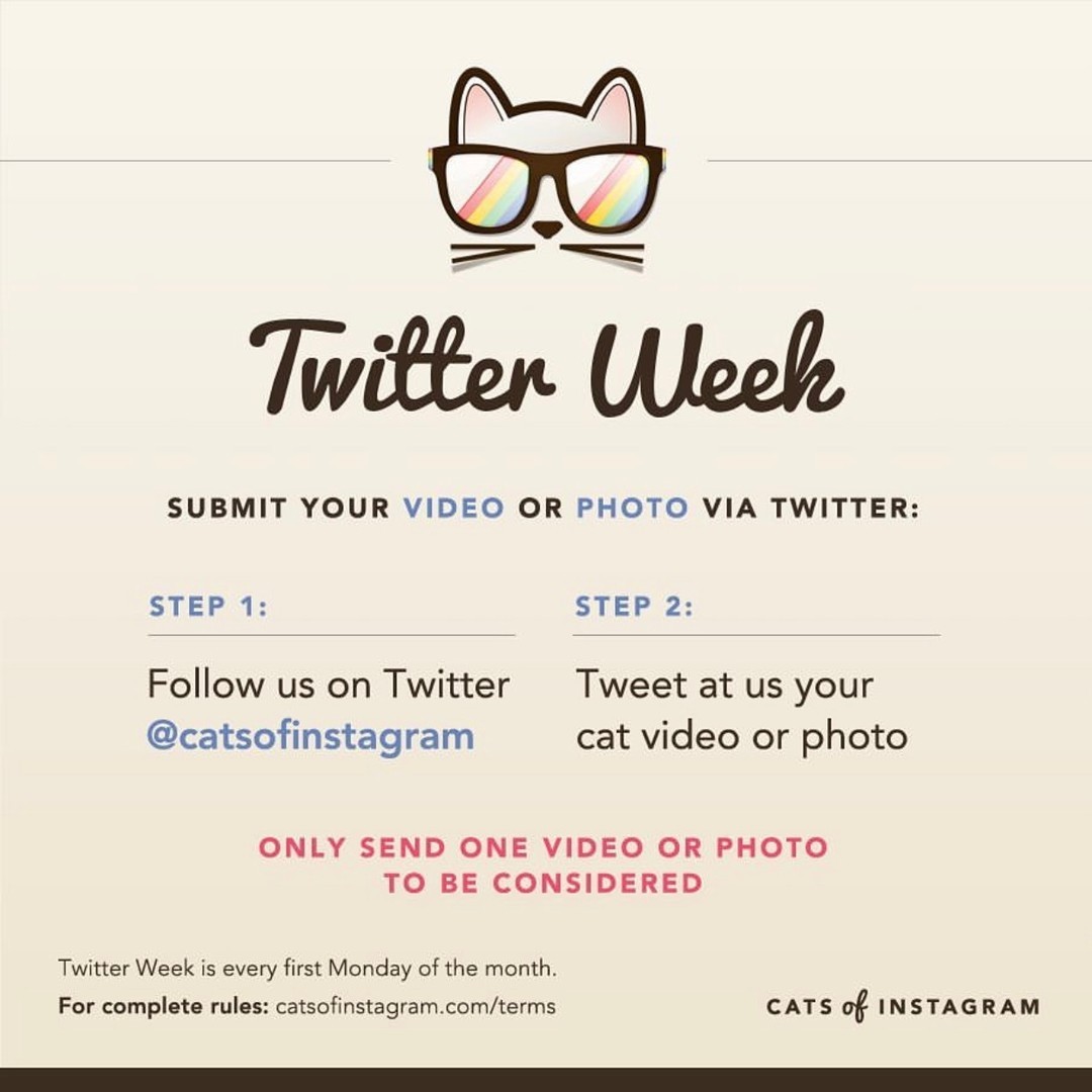 Welcome to the April edition of #twitterweek! Either a photo OR video submission is welcomed! Only one submission per person allowed. Good luck! 🐱🔮
