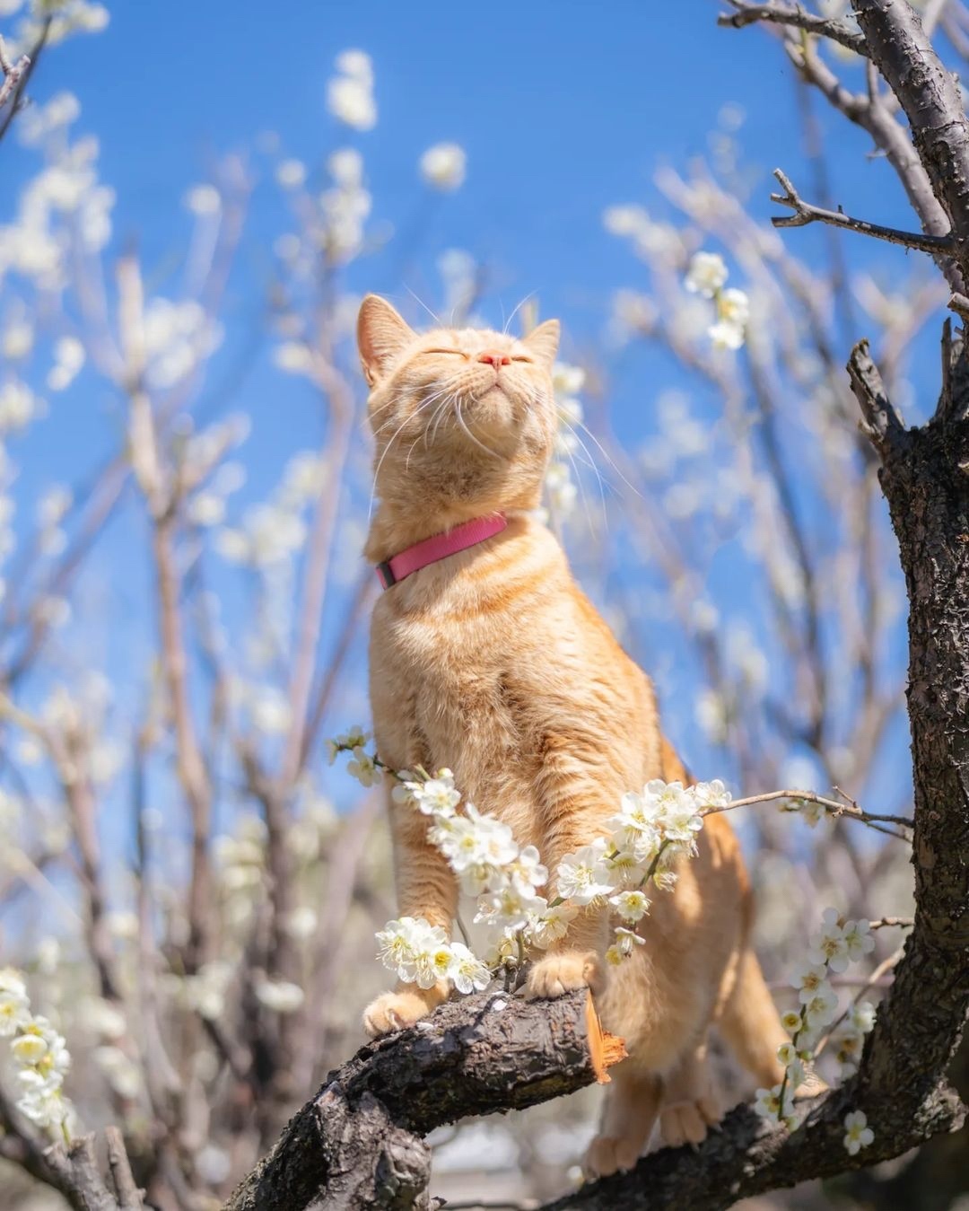 From @meichan818: "春の匂い〜🐽ﾌﾞﾋ⠀⁠
キモチいいにゃ😸" #catsofinstagram⠀