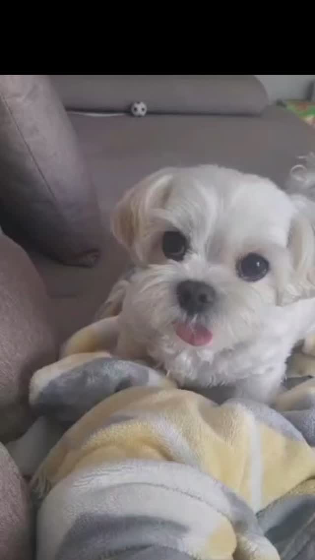 까라고#협박하는강아지 

#강아지 #멍스타그램 #솜이