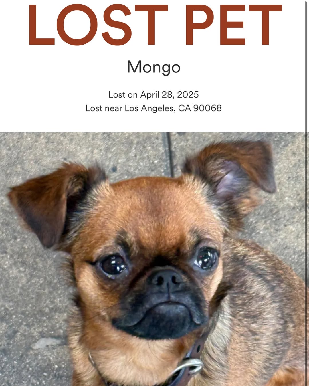 HELP!!!! REWARD! No questions ask! Please help, mongo escape our fence and we can’t find him. We are desperate to find him. Please please help us. If you are in the la area and by outpost/hollywood hills/ Runyon area. He’s very small and friendly. He’s probably scared. He’s everything to me!