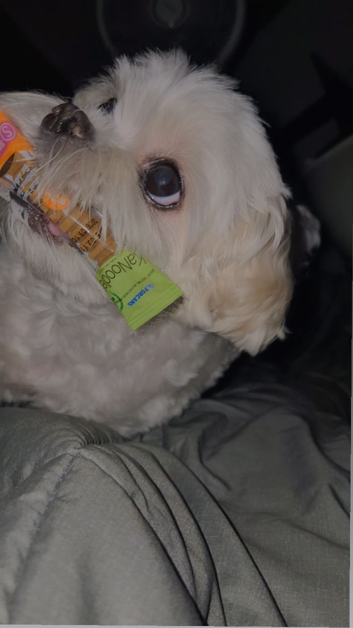 솜이가 돼지가 되는 이유
새벽에까먹는간식이최고지