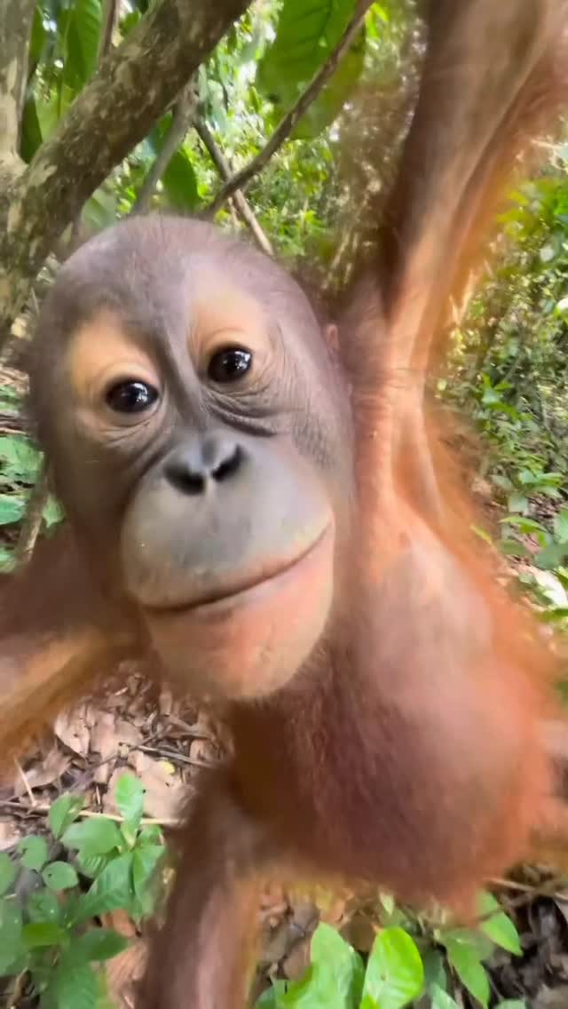 Send this big orangutan 🦧 kiss to someone that deserves it 😁

📷 by: @theorangutanproject

Harapi is cared for at BORA, a collaboration between The Orangutan Project, Centre for Orangutan Protection, and the Ministry of Forest 🌳