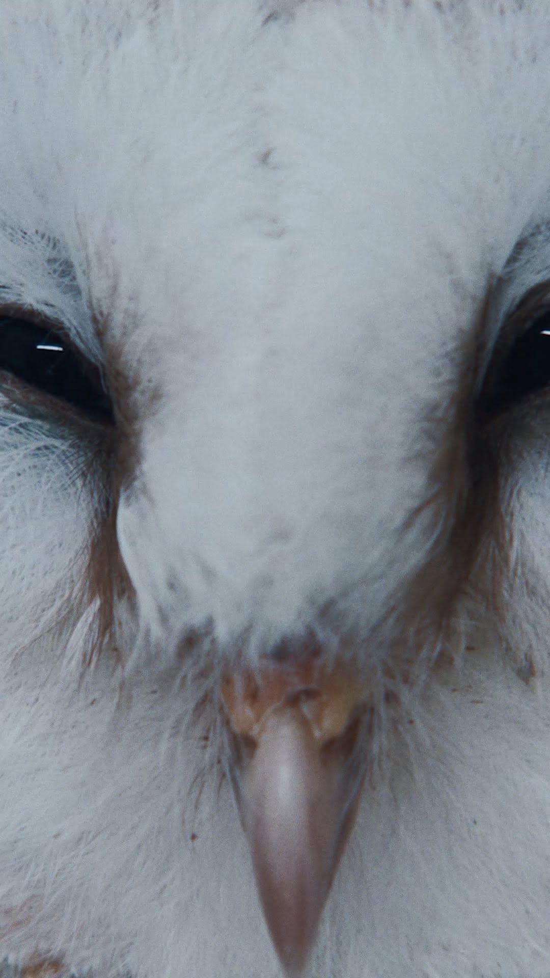 Dream chaser.
 
Discover on chanel.com – Link in bio
 
#CHANELHoliday #CHANELFineJewelry #CHANELWatches