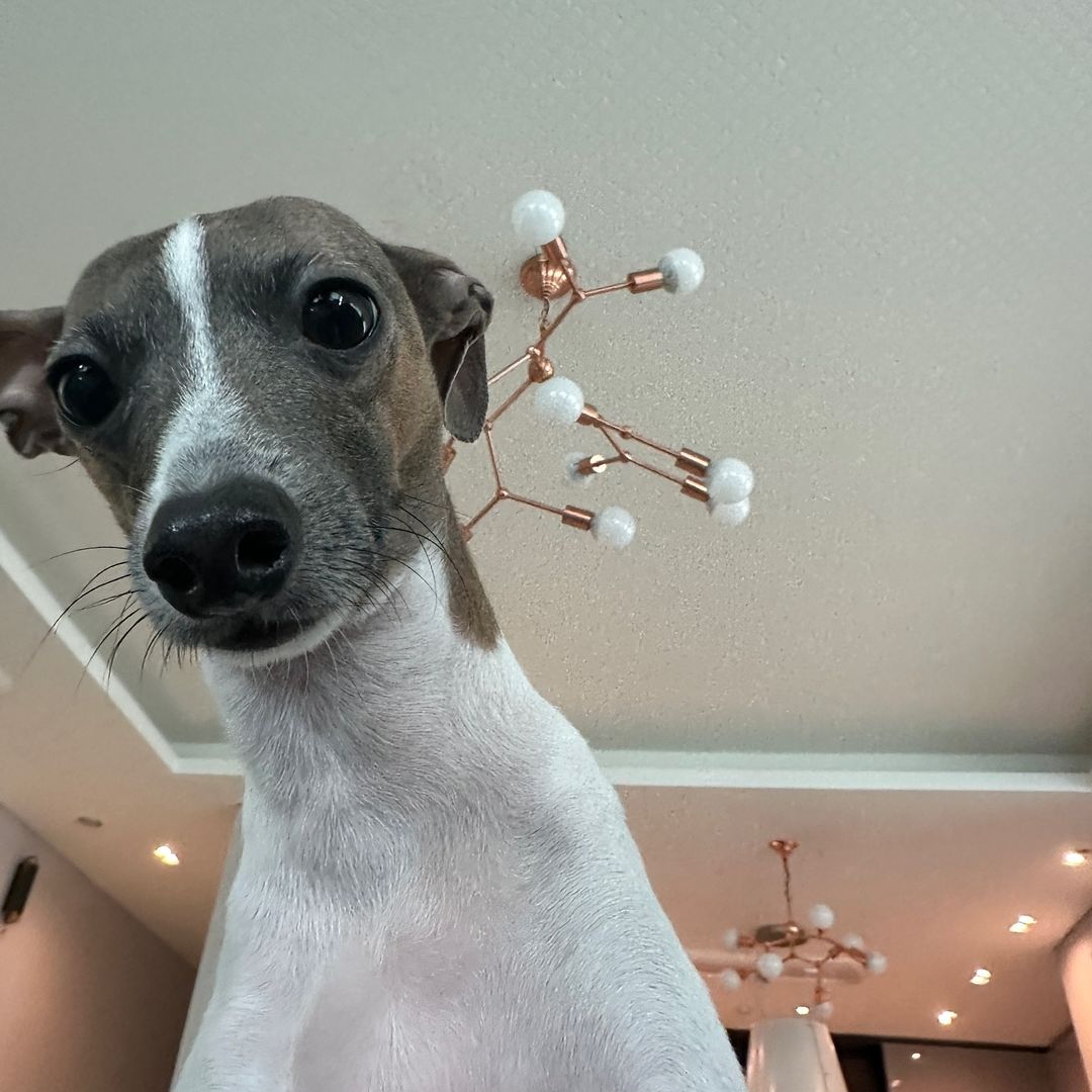 담에보자 송팽~