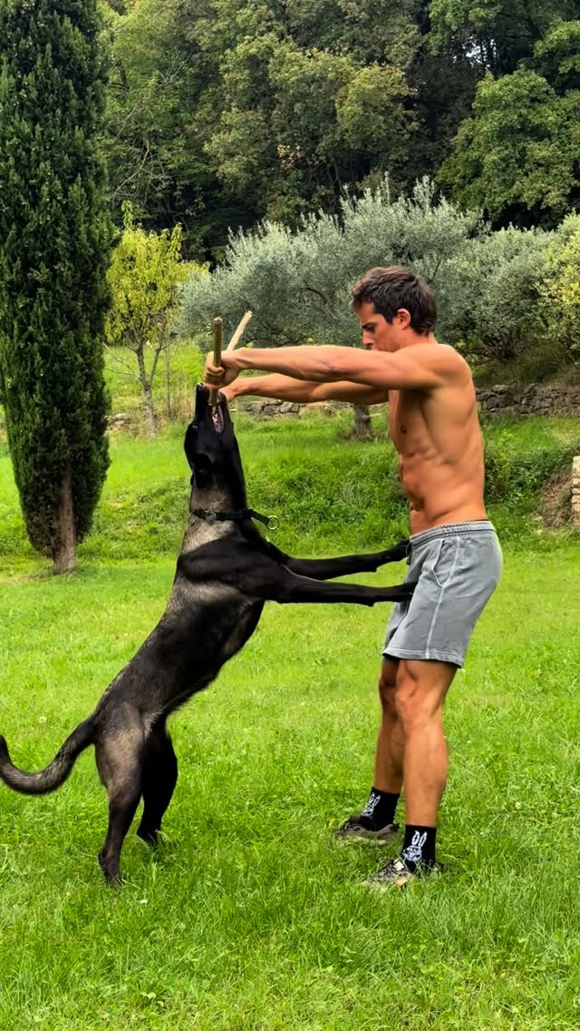 Malinois workout. She works out, I work out. Efficiency and team work 💪🏽 😅