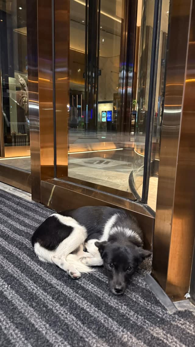 美女哇狗猫😬😬😬😬😬