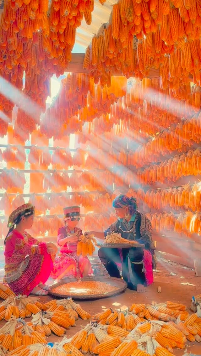 Hmong corn house - minority in Vietnam north 🇻🇳