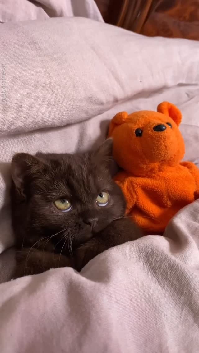 From @st.kirathecat: “pretty little baby 🤎🐻🤎” #catsofinstagram