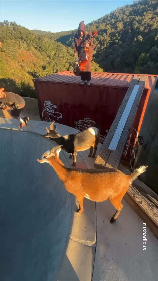 excellent use of free will 📹 @rushadicus @zarosh 
-
 #skating #cello #9gag #goat