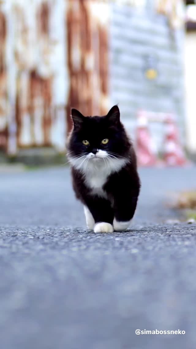 嬉しすぎるロビン君のお出迎え🐾🐾
A happy little welcome from Robin.✨

🎄 クリスマス企画のお知らせ 🎄
【11月26日〜12月25日までの期間限定！】

★期間中に minne／メルカリShops “simabossneko’s shop” で
2,200円以上（送料込）ご購入の方へ、
A4ロビン君クリアファイルを1枚プレゼント🎁✨
※無くなり次第終了です。ご注文はお早めに

✨お得な商品も登場✨
①島猫ポストカード 10枚＆さちポストカード10枚の20枚に、ロビン君が入った21枚セットを発売します。
👉 価格は据え置き 2,222円（送料別）

② 12月25日までの期間限定！
A4クリアファイルを特別価格にて販売いたします。

・ A4クリアファイル1枚 （通常480円） →350円
・A4クリアファイル3枚セット （通常1,200円）→各 980円
・A4島猫クリアファイル6枚セット（通常2,280円） →1,780円
・A4さちクリアファイル9枚セット（通常3,400円） →2,580円
・クリアファイル14枚セット（島猫＋さち）　（通常5,250円） →3,780円

お得にグッズが手に入るチャンスです❣️
あなたのお気に入りの作品をぜひお迎えくださいね☺️💓

各ショップへは @simabossneko のプロフィールリンクよりアクセスできます。

・
🎄 Christmas Special Announcement 🎄
[Limited Offer: November 26 – December 25]

✨ Free Gift!
During the campaign period, customers who purchase 2,200 yen or more (shipping included) from
minne “simabossneko’s shop”
will receive one A4 Robin Clear File as a gift🎁※Limited stock
(Photo of the clear file is shown in the 12th image.)

✨ Special Deals Are Here!
① New 21-Card Set Featuring Robin!
A set of 20 postcards (10 Island Cat + 10 Sachi post cards)
plus 1 Robin postcard, making it 21 cards total.
👉 Price remains the same: 2,222 yen (shipping not included)

② Limited-Time Special Prices for A4 Clear Files (until December 25)

・A4 clear file (regular 480 yen) → 350 yen
・3-file set (regular 1,200 yen) → 980 yen
・6-file Island Cat set (regular 2,280 yen) → 1,780 yen
・9-file Sachi set (regular 3,400 yen) → 2,580 yen
・14-file complete set (Island Cat + Sachi) (regular 5,250 yen) → 3,780 yen

✨ Don’t miss this chance to get your favorite items at a great price!🐾
We hope you find something you’ll love 💓

👉 Limited stock on minne  simabossneko's shop
( @simabossneko link in profile)

#ねこ #猫 #cat #島猫
