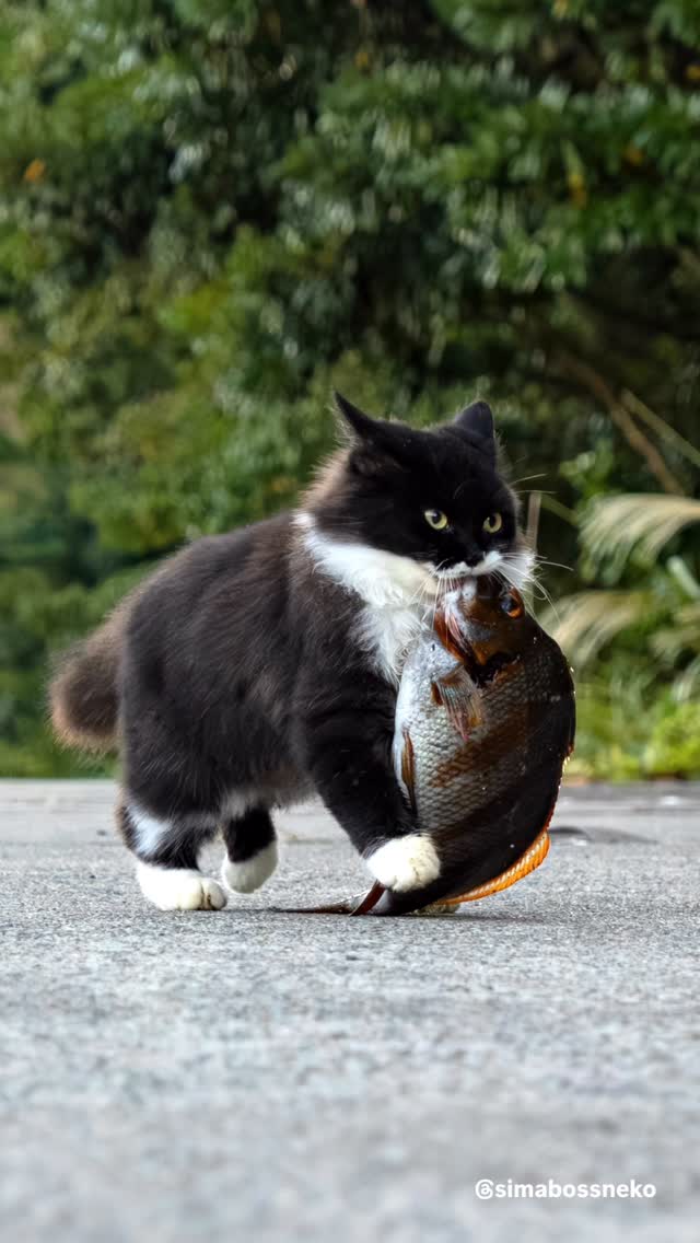 お魚くわえたロビン君🐟
I got a treat! Thanks, fisherman!

🎄 クリスマス企画のお知らせ 🎄
【11月26日〜12月25日までの期間限定！】

★期間中に minne／メルカリShops “simabossneko’s shop” で
2,200円以上（送料込）ご購入の方へ、
A4ロビン君クリアファイルを1枚プレゼント🎁✨
※無くなり次第終了です。ご注文はお早めに

✨お得な商品も登場✨
①島猫ポストカード 10枚＆さちポストカード10枚の20枚に、ロビン君が入った21枚セットを発売します。
👉 価格は据え置き 2,222円（送料別）

② 12月25日までの期間限定！
A4クリアファイルを特別価格にて販売いたします。

・ A4クリアファイル1枚 （通常480円） →350円
・A4クリアファイル3枚セット （通常1,200円）→各 980円
・A4島猫クリアファイル6枚セット（通常2,280円） →1,780円
・A4さちクリアファイル9枚セット（通常3,400円） →2,580円
・クリアファイル14枚セット（島猫＋さち）　（通常5,250円） →3,780円

お得にグッズが手に入るチャンスです❣️
あなたのお気に入りの作品をぜひお迎えくださいね☺️💓

各ショップへは @simabossneko のプロフィールリンクよりアクセスできます。

・
🎄 Christmas Special Announcement 🎄
[Limited Offer: November 26 – December 25]

✨ Free Gift!
During the campaign period, customers who purchase 2,200 yen or more from minne “simabossneko’s shop”
will receive one A4 Robin Clear File as a gift🎁※Limited stock
(Photo of the clear file is shown in the 12th image.)

✨ Special Deals Are Here!
① New 21-Card Set Featuring Robin!
A set of 20 postcards (10 Island Cat + 10 Sachi post cards)
plus 1 Robin postcard, making it 21 cards total.
👉 Price remains the same: 2,222 yen (shipping not included)

② Limited-Time Special Prices for A4 Clear Files (until December 25)

・A4 clear file (regular 480 yen) → 350 yen
・3-file set (regular 1,200 yen) → 980 yen
・6-file Island Cat set (regular 2,280 yen) → 1,780 yen
・9-file Sachi set (regular 3,400 yen) → 2,580 yen
・14-file complete set (Island Cat + Sachi) (regular 5,250 yen) → 3,780 yen

✨ Don’t miss this chance to get your favorite items at a great price!🐾
We hope you find something you’ll love 💓

👉 Limited stock on minne  simabossneko's shop
( @simabossneko link in profile)

#ねこ #猫 #cat #島猫