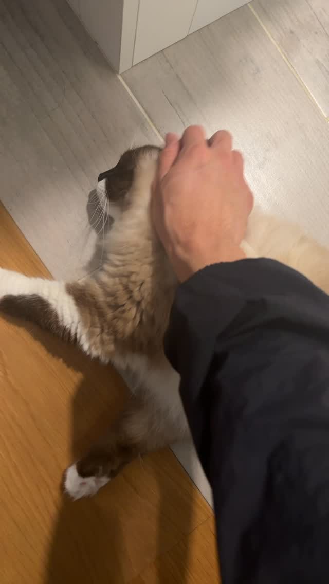 🌟