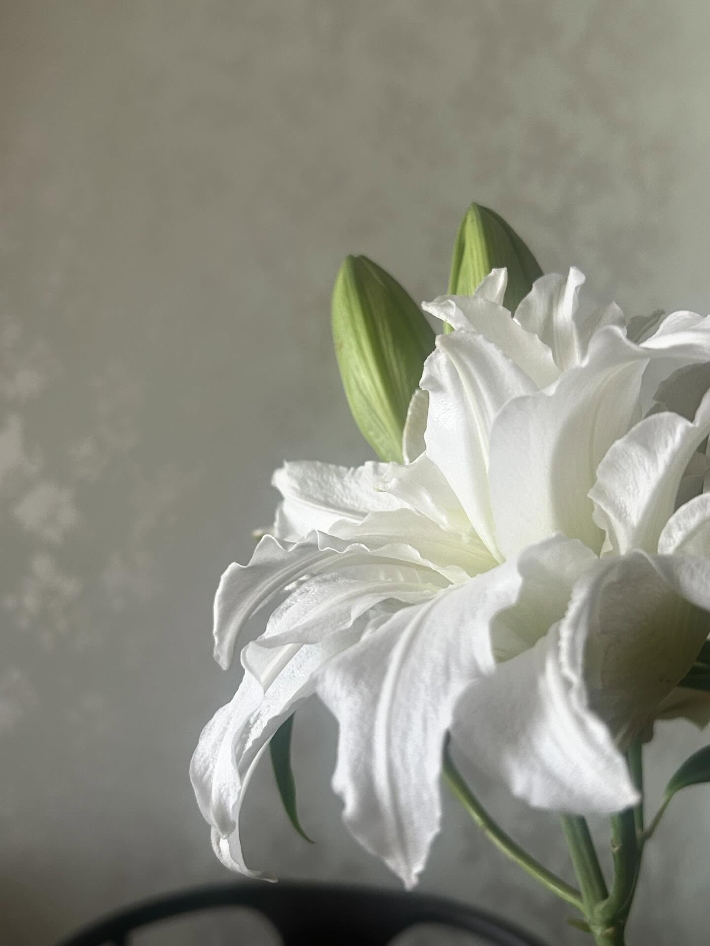 #猫的记忆的猫🍃