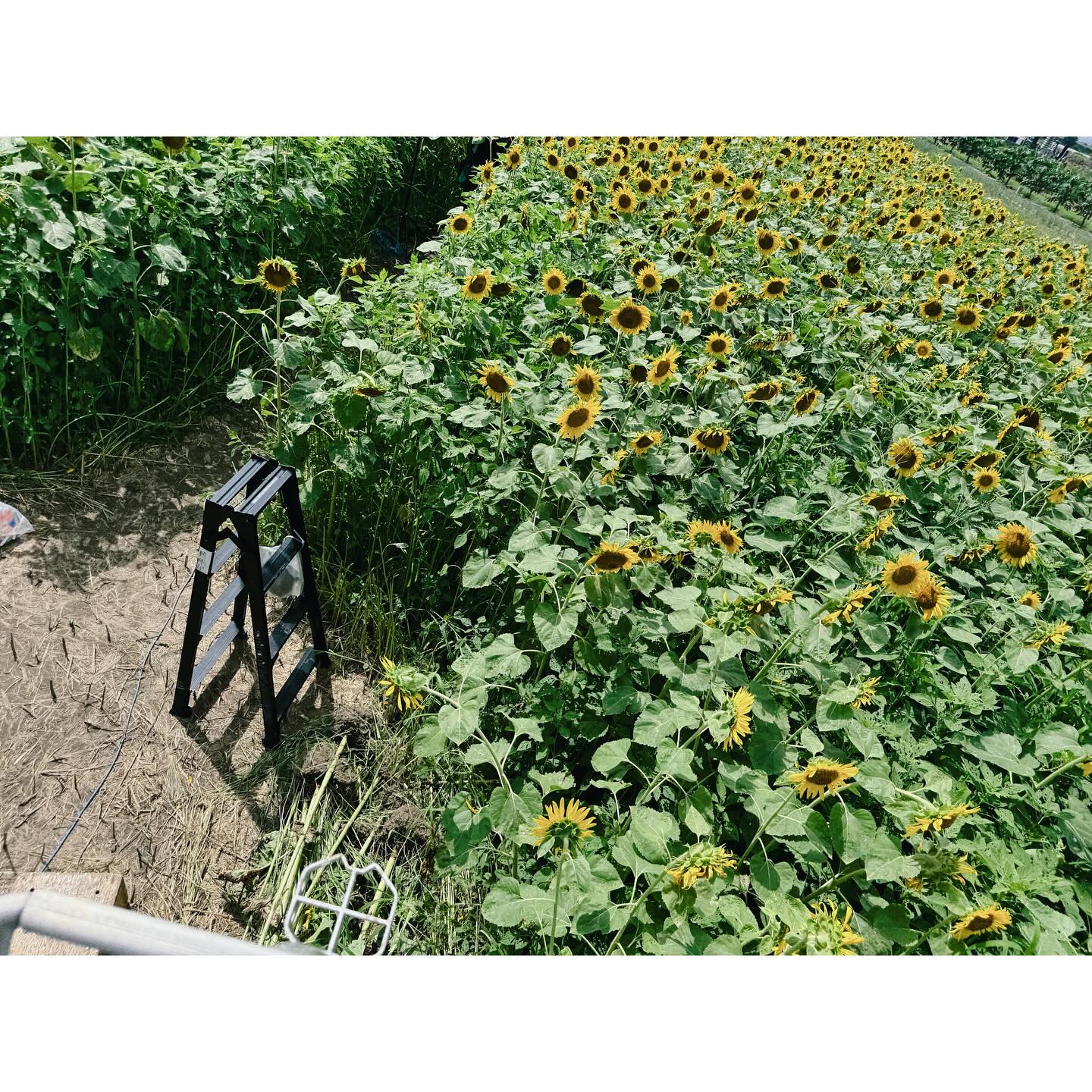 映画「盤上の向日葵」

10/31. もうすぐ☺️🌻