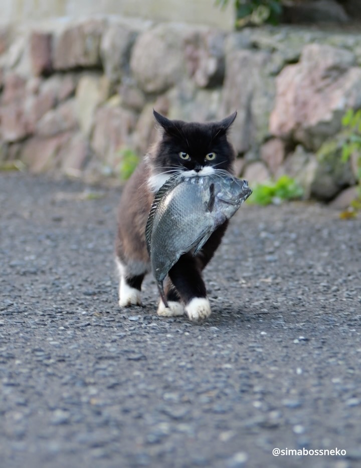 ・
嬉しい朝ごはん✨
Happy breakfast ❣️
Swipeしてね←🐾

#漁師さんありがとにゃ

📢新作カレンダーのお知らせ
★今年は5種類★

①『さち週めくりカレンダー2026』
※さちカレンダーは今回で最後です※
・B6サイズ、写真55点収録
・53週めくるたびに愛らしい姿に出会えます💕
・価格：1,280円

② 『ほっこり島猫週めくりカレンダー2026』
・B6サイズ
・53週分、毎週違う表情のにゃんこたちをたっぷり収録✨毎年大人気の週めくりカレンダー
・価格：1,280円

👉販売：minne／メルカリShops「simabossneko’s shop」 

◆週めくり購入の方にはポストカードをプレゼント（無くなり次第終了）

アクセスは @simabossneko のプロフィールリンク、または
ストーリーハイライト「さちカレンダー2026」または「島猫週めくりカレンダー」から

・
③ 『2026 のんびり島ねこ旅カレンダー』（MdN）

📷 simabossneko撮影
・島に暮らす猫たちの表情をたっぷり収録✨のどかな島の風景も楽しめる🏝️
・大判／壁掛け月めくり
・購入特典：オリジナルスマホ壁紙データ2種
・価格：1,320円

👉販売：Amazon、楽天ブックス、本屋さんなど

・
④『のんびり島にゃんCALENDAR 2026』（インプレス）

📷 ぺにゃんこ撮影
・のんびり流れる島時間の中で暮らす猫達に癒される🐾
・壁掛け／月めくり／21×21cmのましかくサイズ
・特典付録：にゃんこ写真の「切り取って使えるペーパーアイテム」
・価格：990円

👉販売：Amazon、楽天ブックス、本屋さんなど

・
⑤『2026 日なたぼっこ猫だより』（アクティブコーポレーション）

・卓上＆壁掛けタイプ
・写真：simabossneko 5枚、ぺにゃんこ 3枚を掲載
・のんびり過ごす猫たちの癒しと“ちょっといい言葉”をお届け🍀
・価格：1,045円／1,485円

👉販売：minne、メルカリShops「simabossneko’s shop」 

【数量限定】※売り切れ次第終了・再入荷なし
🉐「週めくりカレンダー」「湯島日めくり」とのお得なセットもあり！

・
📢 2026 New Calendar

①Sachi Weekly Calendar 2026
※Final edition of the Sachi Calendar
・B6 size／55 photos／¥1,280

②Island Cats Weekly Calendar 2026
・B6 size／¥1,280
・Enjoy the adorable island cats, captured over 53 weeks.

🎁 Bonus：postcard included
👉 minne simabossneko's shop
( @simabossneko link in profile)

・
③2026 Nonbiri Shima Neko Tabi Calendar
・Large monthly wall calendar／¥1,320

📷 simabossneko
🎁 Bonus：smartphone wallpapers
👉 Available on Amazon Japan
🔗 Links in profile or Story Highlight “2026Calendar”

・
④Nonbiri Shima Nyan Calendar 2026
・Wall-hanging／Monthly／Square size／¥990

📷 p_nyanco22
🎁 Bonus：“Cut-out photo items” with island cat pictures
👉 Available on Amazon Japan
🔗 Links in profile or Story Highlight “2026Calendar”

・
⑤Hinata-bokko Neko Dayori 2026
・Desktop&Wall type／Monthly
・Photos: 5 by simabossneko, 3 by p_nyanco22
¥1,045／¥1,485

👉 Limited stock on minne  simabossneko's shop
( @simabossneko link in profile)

・
#ねこ #猫 #cat #猫のいる風景 #島猫 #しまねこ #catstagram