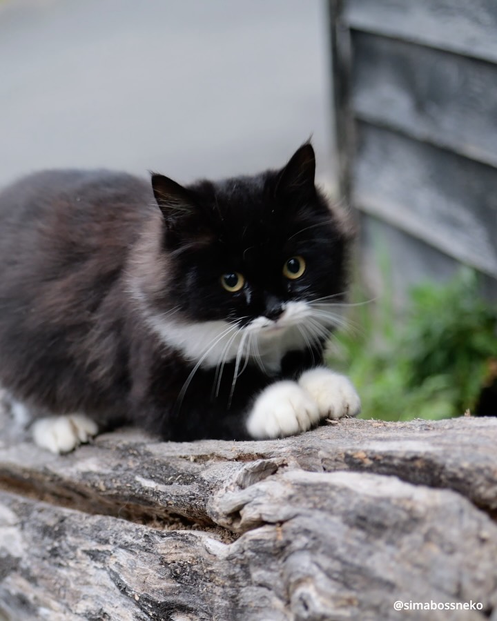 ・
爪とぎとぎ✨
Scratch scratch🐾🐾
Swipeしてね←

📢新作カレンダーのお知らせ
★今年は5種類★

①『さち週めくりカレンダー2026』
※さちカレンダーは今回で最後です※
・B6サイズ、写真55点収録
・53週めくるたびに愛らしい姿に出会えます💕
・価格：1,280円

② 『ほっこり島猫週めくりカレンダー2026』
・B6サイズ
・53週分、毎週違う表情のにゃんこたちをたっぷり収録✨毎年大人気の週めくりカレンダー
・価格：1,280円

👉販売：minne／メルカリShops「simabossneko’s shop」 

◆週めくり購入の方にはポストカードをプレゼント（無くなり次第終了）

アクセスは @simabossneko のプロフィールリンク、または
ストーリーハイライト「さちカレンダー2026」または「島猫週めくりカレンダー」から

・
③ 『2026 のんびり島ねこ旅カレンダー』（MdN）

📷 simabossneko撮影
・島に暮らす猫たちの表情をたっぷり収録✨のどかな島の風景も楽しめる🏝️
・大判／壁掛け月めくり
・購入特典：オリジナルスマホ壁紙データ2種
・価格：1,320円

👉販売：Amazon、楽天ブックス、本屋さんなど

・
④『のんびり島にゃんCALENDAR 2026』（インプレス）

📷 ぺにゃんこ撮影
・のんびり流れる島時間の中で暮らす猫達に癒される🐾
・壁掛け／月めくり／21×21cmのましかくサイズ
・特典付録：にゃんこ写真の「切り取って使えるペーパーアイテム」
・価格：990円

👉販売：Amazon、楽天ブックス、本屋さんなど

・
⑤『2026 日なたぼっこ猫だより』（アクティブコーポレーション）

・卓上＆壁掛けタイプ
・写真：simabossneko 5枚、ぺにゃんこ 3枚を掲載
・のんびり過ごす猫たちの癒しと“ちょっといい言葉”をお届け🍀
・価格：1,045円／1,485円

👉販売：minne、メルカリShops「simabossneko’s shop」 

【数量限定】※売り切れ次第終了・再入荷なし
🉐「週めくりカレンダー」「湯島日めくり」とのお得なセットもあり！

・
📢 2026 New Calendar

①Sachi Weekly Calendar 2026
※Final edition of the Sachi Calendar
・B6 size／55 photos／¥1,280

②Island Cats Weekly Calendar 2026
・B6 size／¥1,280
・Enjoy the adorable island cats, captured over 53 weeks.

🎁 Bonus：postcard included
👉 minne simabossneko's shop
( @simabossneko link in profile)

・
③2026 Nonbiri Shima Neko Tabi Calendar
・Large monthly wall calendar／¥1,320

📷 simabossneko
🎁 Bonus：smartphone wallpapers
👉 Available on Amazon Japan
🔗 Links in profile or Story Highlight “2026Calendar”

・
④Nonbiri Shima Nyan Calendar 2026
・Wall-hanging／Monthly／Square size／¥990

📷 p_nyanco22
🎁 Bonus：“Cut-out photo items” with island cat pictures
👉 Available on Amazon Japan
🔗 Links in profile or Story Highlight “2026Calendar”

・
⑤Hinata-bokko Neko Dayori 2026
・Desktop&Wall type／Monthly
・Photos: 5 by simabossneko, 3 by p_nyanco22
¥1,045／¥1,485

👉 Limited stock on minne  simabossneko's shop
( @simabossneko link in profile)

・
#ねこ #猫 #cat #猫のいる風景 #島猫 #しまねこ #catstagram