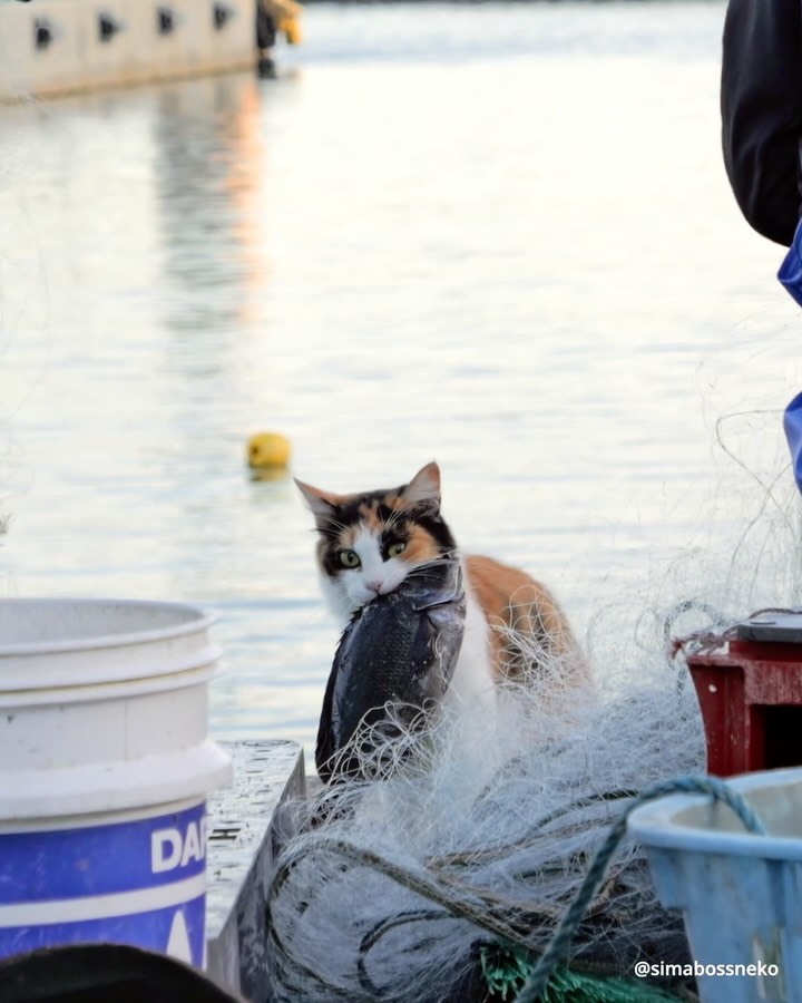 ・
漁師さんありがとにゃ😸🐟✨
Thank you fisherman✨
Swipeしてね←🐾

11月20日から、東京にて
ねこ写真展「田代島ねこさんぽin東京vol.2」を開催いたします。

★@simabossneko と @p_nyanco22 は
11月22日〜24日在廊予定です。
カレンダーなどグッズ販売もございます✨
是非遊びに来て下さいね🐾🐾
　
〜写真展詳細〜
◎田代島ねこさんぽin東京vol.2◎
・日時：2025年11月20日（木）～2025年11月24日（月）　11:30～18:30
・期間中無休／入場無料
・場所：ものづくりの街「2k540」
　東京都台東区上野5-6  2k540マルチスペース

出展作家（敬称略）
あおちおさむ／あっきー／飯山昌弘
えぬ／沖昌之／小野一俊／行天琴美
工藤ユキ／さくらもえぎ／ちぃ
猫折れ／ぴよ／ペにゃんこ／雅世
町田奈穂／まつばらちえり
amiri／Kuroka／kotonohakaze simabossneko／tantan

◆また、写真展の告知イベントがニュウマン高輪で開催されます。
こちらも合わせてよろしくお願いいたします！

日時：2025/11/16（日）12-13時，18-19時【2部制】
会場：POSTUDIO （東京都港区高輪1-21-1 ニュウマン高輪1F）

・
#ねこ #猫 #cat #猫のいる風景 #島猫 #しまねこ #catstagram