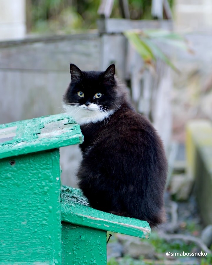 ・
ふわもふロビン✨
Fluffy masked cat💕
Swipeしてね←🐾

📢新作カレンダーのお知らせ
★今年は5種類★

①『さち週めくりカレンダー2026』
※さちカレンダーは今回で最後です※
・B6サイズ、写真55点収録
・53週めくるたびに愛らしい姿に出会えます💕
・価格：1,280円

② 『ほっこり島猫週めくりカレンダー2026』
・B6サイズ
・53週分、毎週違う表情のにゃんこたちをたっぷり収録✨毎年大人気の週めくりカレンダー
・価格：1,280円

👉販売：minne／メルカリShops「simabossneko’s shop」 

◆週めくり購入の方にはポストカードをプレゼント（無くなり次第終了）

アクセスは @simabossneko のプロフィールリンク、または
ストーリーハイライト「さちカレンダー2026」または「島猫週めくりカレンダー」から

・
③ 『2026 のんびり島ねこ旅カレンダー』（MdN）

📷 simabossneko撮影
・島に暮らす猫たちの表情をたっぷり収録✨のどかな島の風景も楽しめる🏝️
・大判／壁掛け月めくり
・購入特典：オリジナルスマホ壁紙データ2種
・価格：1,320円

👉販売：Amazon、楽天ブックス、本屋さんなど

・
④『のんびり島にゃんCALENDAR 2026』（インプレス）

📷 ぺにゃんこ撮影
・のんびり流れる島時間の中で暮らす猫達に癒される🐾
・壁掛け／月めくり／21×21cmのましかくサイズ
・特典付録：にゃんこ写真の「切り取って使えるペーパーアイテム」
・価格：990円

👉販売：Amazon、楽天ブックス、本屋さんなど

・
⑤『2026 日なたぼっこ猫だより』（アクティブコーポレーション）

・卓上＆壁掛けタイプ
・写真：simabossneko 5枚、ぺにゃんこ 3枚を掲載
・のんびり過ごす猫たちの癒しと“ちょっといい言葉”をお届け🍀
・価格：1,045円／1,485円

👉販売：minne、メルカリShops「simabossneko’s shop」 

【数量限定】※売り切れ次第終了・再入荷なし
🉐「週めくりカレンダー」「湯島日めくり」とのお得なセットもあり！

・
📢 2026 New Calendar

①Sachi Weekly Calendar 2026
※Final edition of the Sachi Calendar
・B6 size／55 photos／¥1,280

②Island Cats Weekly Calendar 2026
・B6 size／¥1,280
・Enjoy the adorable island cats, captured over 53 weeks.

🎁 Bonus：postcard included
👉 minne simabossneko's shop
( @simabossneko link in profile)

・
③2026 Nonbiri Shima Neko Tabi Calendar
・Large monthly wall calendar／¥1,320

📷 simabossneko
🎁 Bonus：smartphone wallpapers
👉 Available on Amazon Japan
🔗 Links in profile or Story Highlight “2026Calendar”

・
④Nonbiri Shima Nyan Calendar 2026
・Wall-hanging／Monthly／Square size／¥990

📷 p_nyanco22
🎁 Bonus：“Cut-out photo items” with island cat pictures
👉 Available on Amazon Japan
🔗 Links in profile or Story Highlight “2026Calendar”

・
⑤Hinata-bokko Neko Dayori 2026
・Desktop&Wall type／Monthly
・Photos: 5 by simabossneko, 3 by p_nyanco22
¥1,045／¥1,485

👉 Limited stock on minne  simabossneko's shop
( @simabossneko link in profile)

・
#ねこ #猫 #cat #猫のいる風景 #島猫 #しまねこ #catstagram