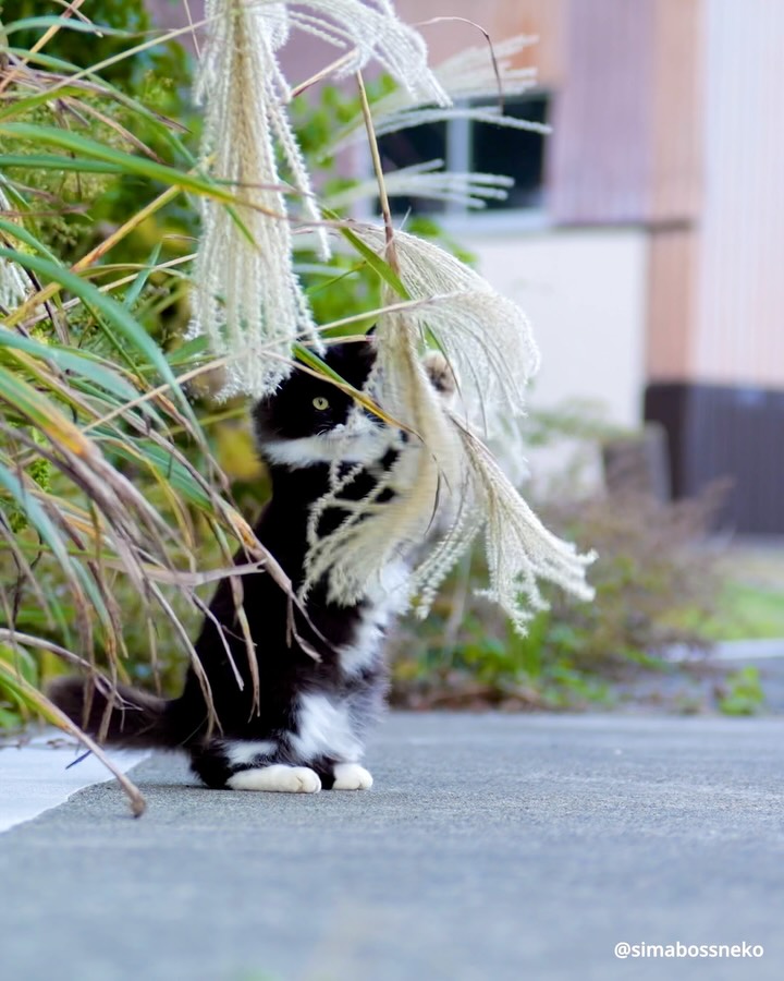 ・
すすきにじゃらされる🐾✨
A kitty having fun with pampas grass🌾

📢新作カレンダーのお知らせ

在庫が少なくなってきている2026年カレンダーが出てきましたので、ご購入はお早めに📆

★今年は5種類★

①『さち週めくりカレンダー2026』
※さちカレンダーは今回で最後です※
・B6サイズ、写真55点収録
・53週めくるたびに愛らしい姿に出会えます💕
・価格：1,280円

② 『ほっこり島猫週めくりカレンダー2026』
・B6サイズ
・53週分、毎週違う表情のにゃんこたちをたっぷり収録✨毎年大人気の週めくりカレンダー
・価格：1,280円

👉販売：minne／メルカリShops「simabossneko’s shop」 

◆週めくり購入の方にはポストカードをプレゼント（無くなり次第終了）

アクセスは @simabossneko のプロフィールリンク、または
ストーリーハイライト「さちカレンダー2026」または「島猫週めくりカレンダー」から

・
③ 『2026 のんびり島ねこ旅カレンダー』（MdN）

📷 simabossneko撮影
・島に暮らす猫たちの表情をたっぷり収録✨のどかな島の風景も楽しめる🏝️
・大判／壁掛け月めくり
・購入特典：オリジナルスマホ壁紙データ2種
・価格：1,320円

👉販売：Amazon、楽天ブックス、本屋さんなど

・
④『のんびり島にゃんCALENDAR 2026』（インプレス）

📷 ぺにゃんこ撮影
・のんびり流れる島時間の中で暮らす猫達に癒される🐾
・壁掛け／月めくり／21×21cmのましかくサイズ
・特典付録：にゃんこ写真の「切り取って使えるペーパーアイテム」
・価格：990円

👉販売：Amazon、楽天ブックス、本屋さんなど

・
⑤『2026 日なたぼっこ猫だより』（アクティブコーポレーション）

・卓上＆壁掛けタイプ
・写真：simabossneko 5枚、ぺにゃんこ 3枚を掲載
・のんびり過ごす猫たちの癒しと“ちょっといい言葉”をお届け🍀
・価格：1,045円／1,485円

👉販売：minne、メルカリShops「simabossneko’s shop」 

【数量限定】※売り切れ次第終了・再入荷なし
🉐「週めくりカレンダー」「湯島日めくり」とのお得なセットもあり！

・
📢 2026 New Calendar

①Sachi Weekly Calendar 2026
※Final edition of the Sachi Calendar
・B6 size／55 photos／¥1,280

②Island Cats Weekly Calendar 2026
・B6 size／¥1,280
・Enjoy the adorable island cats, captured over 53 weeks.

🎁 Bonus：postcard included
👉 minne simabossneko's shop
( @simabossneko link in profile)

・
③2026 Nonbiri Shima Neko Tabi Calendar
・Large monthly wall calendar／¥1,320

📷 simabossneko
🎁 Bonus：smartphone wallpapers
👉 Available on Amazon Japan
🔗 Links in profile or Story Highlight “2026Calendar”

・
④Nonbiri Shima Nyan Calendar 2026
・Wall-hanging／Monthly／Square size／¥990

📷 p_nyanco22
🎁 Bonus：“Cut-out photo items” with island cat pictures
👉 Available on Amazon Japan
🔗 Links in profile or Story Highlight “2026Calendar”

・
⑤Hinata-bokko Neko Dayori 2026
・Desktop&Wall type／Monthly
・Photos: 5 by simabossneko, 3 by p_nyanco22
¥1,045／¥1,485

👉 Limited stock on minne  simabossneko's shop
( @simabossneko link in profile)

・
#ねこ #猫 #cat #猫のいる風景 #島猫 #しまねこ #catstagram