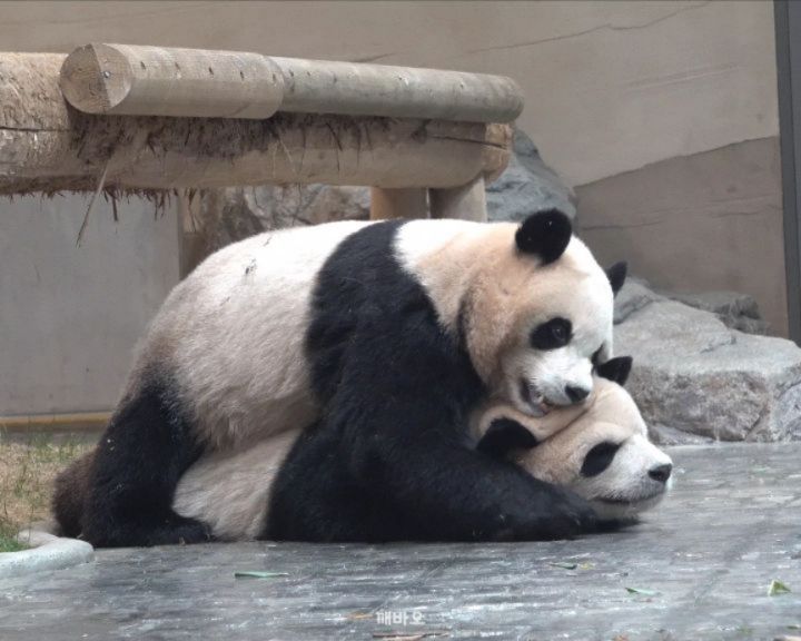 언니 등쨕(?)에 꿀이라도 발라놨나~🍯✨️
ㅋㅋㅋ 아주 찰싹 붙어서는 떨어질 생각을 안하는 우리 막둥이🤣

2025.12.07
#푸바오 #Fubao #아기판다 #루이바오 #후이바오 #ruibao #huibao #睿宝 #辉宝 #아이바오 #panda #giantpanda #Aibao #babypanda #Lebao #러바오 #판다 #パンダ #熊貓 #福宝 #панда