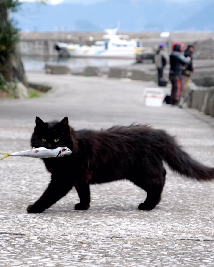 ・
ラブリー島猫セレクション🏝️
Lovely island cats selection✨
Swipeしてね←←←🐾

写真は「島猫ポストカード 11枚セット」より
Photos are from the “11-Piece Island Cat Postcard Set

🎄 クリスマス企画のお知らせ 🎄
【11月26日〜12月25日までの期間限定！】

★期間中に minne／メルカリShops “simabossneko’s shop” で
2,200円以上（送料込）ご購入の方へ、
A4ロビン君クリアファイルを1枚プレゼント🎁✨※無くなり次第終了
（投稿の13枚目にクリアファイルの写真がございます）

✨お得な商品も登場✨
①島猫ポストカード 10枚＆さちポストカード10枚の20枚に、ロビン君が入った21枚セットを発売します。
👉 価格は据え置き 2,222円（送料別）

② 12月25日までの期間限定！
A4クリアファイルを特別価格にて販売いたします。

・ A4クリアファイル1枚 （通常480円） →350円
・A4クリアファイル3枚セット （通常1,200円）→各 980円
・A4島猫クリアファイル6枚セット（通常2,280円） →1,780円
・A4さちクリアファイル9枚セット（通常3,400円） →2,580円
・クリアファイル14枚セット（島猫＋さち）　（通常5,250円） →3,780円

お得にグッズが手に入るチャンスです❣️
あなたのお気に入りの作品をぜひお迎えくださいね☺️💓

各ショップへは @simabossneko のプロフィールリンクよりアクセスできます。

・
🎄 Christmas Special Announcement 🎄
[Limited Offer: November 26 – December 25]

✨ Free Gift!
During the campaign period, customers who purchase 2,200 yen or more (shipping included) from
minne “simabossneko’s shop”
will receive one A4 Robin Clear File as a gift🎁※Limited stock
(Photo of the clear file is shown in the 13th image.)

✨ Special Deals Are Here!
① New 21-Card Set Featuring Robin!
A set of 20 postcards (10 Island Cat + 10 Sachi post cards)
plus 1 Robin postcard, making it 21 cards total.
👉 Price remains the same: 2,222 yen (shipping not included)

② Limited-Time Special Prices for A4 Clear Files (until December 25)

・A4 clear file (regular 480 yen) → 350 yen
・3-file set (regular 1,200 yen) → 980 yen
・6-file Island Cat set (regular 2,280 yen) → 1,780 yen
・9-file Sachi set (regular 3,400 yen) → 2,580 yen
・14-file complete set (Island Cat + Sachi) (regular 5,250 yen) → 3,780 yen

✨ Don’t miss this chance to get your favorite items at a great price!🐾
We hope you find something you’ll love 💓

👉 Limited stock on minne  simabossneko's shop
( @simabossneko link in profile)

#ねこ #猫 #cat #島猫
