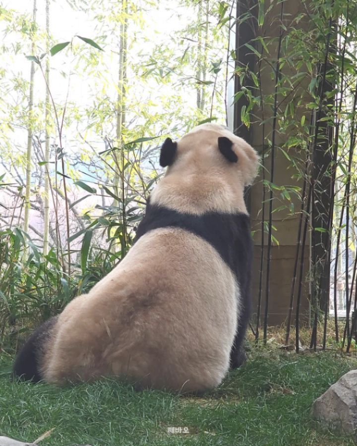 오후에도 열심히 서리하는 막둥이🐶🐾
오죽 거덜나는 중🤣
입에 잔뜩 물고는 언니한테 슝~🐻

2025.12.10
#푸바오 #Fubao #아기판다 #루이바오 #후이바오 #ruibao #huibao #睿宝 #辉宝 #아이바오 #panda #giantpanda #Aibao #babypanda #Lebao #러바오 #판다 #パンダ #熊貓 #福宝 #панда