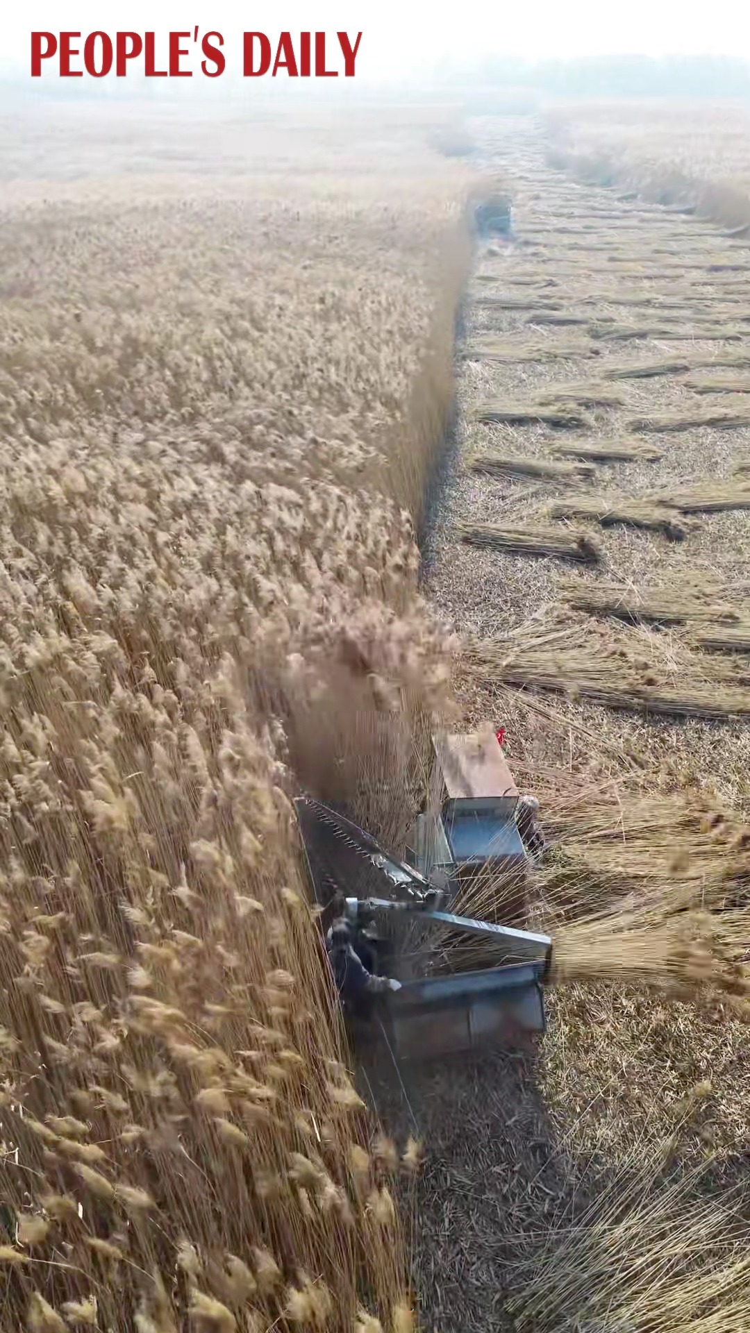 Take in the bustling #harvest scenes on the vast reed fields in Zibo, east China's Shandong Province. #Reeds are collected for various uses, including making paper and handicrafts.