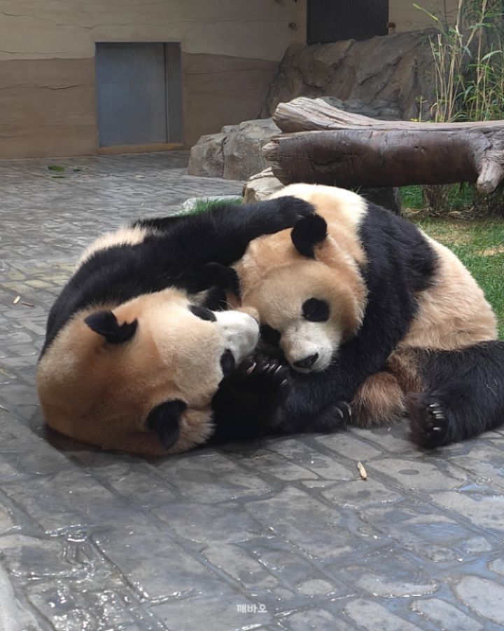 하루에도 몇번씩 서로 안아주고 깨물깨물 해주고🥹
서로를 너무 사랑하는 루이후이💕

2025.12.08
#푸바오 #Fubao #아기판다 #루이바오 #후이바오 #ruibao #huibao #睿宝 #辉宝 #아이바오 #panda #giantpanda #Aibao #babypanda #Lebao #러바오 #판다 #パンダ #熊貓 #福宝 #панда