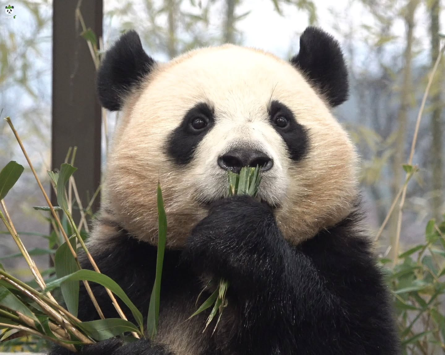 왕만두 툥후이🥟
후이야! 볼쨜에 뭘 숨기고 있는구야?🫠

2025.12.10
#푸바오 #Fubao #아기판다 #루이바오 #후이바오 #ruibao #huibao #睿宝 #辉宝 #아이바오 #panda #giantpanda #Aibao #babypanda #Lebao #러바오 #판다 #パンダ #熊貓 #福宝 #панда