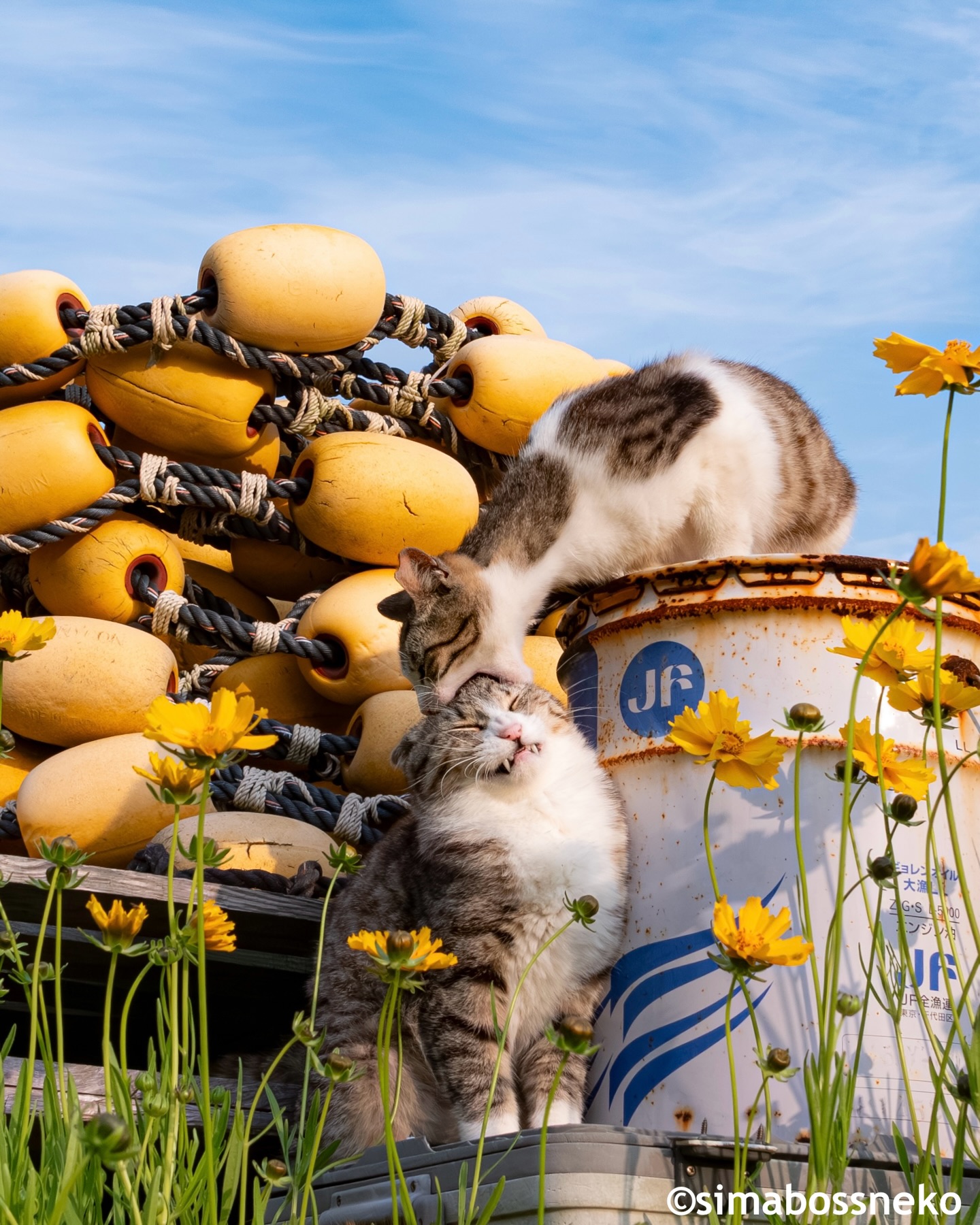 ・
ほっこり島猫 週めくりカレンダー2026セレクション✨✨
New "2026 Island Cats Weekly Calendar" Selection❣️
Swipeしてね←←🐾

🎄 クリスマス企画のお知らせ 🎄
【11月26日〜12月25日までの期間限定！】

★期間中に minne／メルカリShops “simabossneko’s shop” で
2,200円以上（送料込）ご購入の方へ、
A4ロビン君クリアファイルを1枚プレゼント🎁✨
※無くなり次第終了です。

📢2026年カレンダーのお知らせ
simabossneko's shopから在庫が無くなったカレンダーが出てきましたので、ご購入はお早めに📆

★今年は5種類★

①『さち週めくりカレンダー2026』
※さちカレンダーは今回で最後です※
・B6サイズ、写真55点収録
・53週めくるたびに愛らしい姿に出会えます💕
・価格：1,280円

② 『ほっこり島猫週めくりカレンダー2026』
・B6サイズ
・53週分、毎週違う表情のにゃんこたちをたっぷり収録✨毎年大人気の週めくりカレンダー
・価格：1,280円

👉販売：minne／メルカリShops「simabossneko’s shop」 

◆週めくり購入の方にはポストカードをプレゼント（無くなり次第終了）

アクセスは @simabossneko のプロフィールリンク、または
ストーリーハイライト「さちカレンダー2026」または「島猫週めくりカレンダー」から

・
③ 『2026 のんびり島ねこ旅カレンダー』（MdN）

📷 simabossneko撮影
・島に暮らす猫たちの表情をたっぷり収録✨のどかな島の風景も楽しめる🏝️
・大判／壁掛け月めくり
・購入特典：オリジナルスマホ壁紙データ2種
・価格：1,320円

👉販売：Amazon、楽天ブックス、本屋さんなど

・
④『のんびり島にゃんCALENDAR 2026』（インプレス）

📷 ぺにゃんこ撮影
・のんびり流れる島時間の中で暮らす猫達に癒される🐾
・壁掛け／月めくり／21×21cmのましかくサイズ
・特典付録：にゃんこ写真の「切り取って使えるペーパーアイテム」
・価格：990円

👉販売：Amazon、楽天ブックス、本屋さんなど

・
⑤『2026 日なたぼっこ猫だより』（アクティブコーポレーション）

・卓上＆壁掛けタイプ
・写真：simabossneko 5枚、ぺにゃんこ 3枚を掲載
・のんびり過ごす猫たちの癒しと“ちょっといい言葉”をお届け🍀
・価格：1,045円／1,485円

👉販売：Amazonなど

・
📢 2026 New Calendar

①Sachi Weekly Calendar 2026
※Final edition of the Sachi Calendar
・B6 size／55 photos／¥1,280

②Island Cats Weekly Calendar 2026
・B6 size／¥1,280
・Enjoy the adorable island cats, captured over 53 weeks.

🎁 Bonus：postcard included
👉 minne simabossneko's shop
( @simabossneko link in profile)

・
③2026 Nonbiri Shima Neko Tabi Calendar
・Large monthly wall calendar／¥1,320

📷 simabossneko
🎁 Bonus：smartphone wallpapers
👉 Available on Amazon Japan
🔗 Links in profile or Story Highlight “2026Calendar”

・
④Nonbiri Shima Nyan Calendar 2026
・Wall-hanging／Monthly／Square size／¥990

📷 p_nyanco22
🎁 Bonus：“Cut-out photo items” with island cat pictures
👉 Available on Amazon Japan
🔗 Links in profile or Story Highlight “2026Calendar”

・
⑤Hinata-bokko Neko Dayori 2026
・Desktop&Wall type／Monthly
・Photos: 5 by simabossneko, 3 by p_nyanco22
¥1,045／¥1,485
👉 Available on Amazon Japan

#ねこ #猫 #cat #島猫