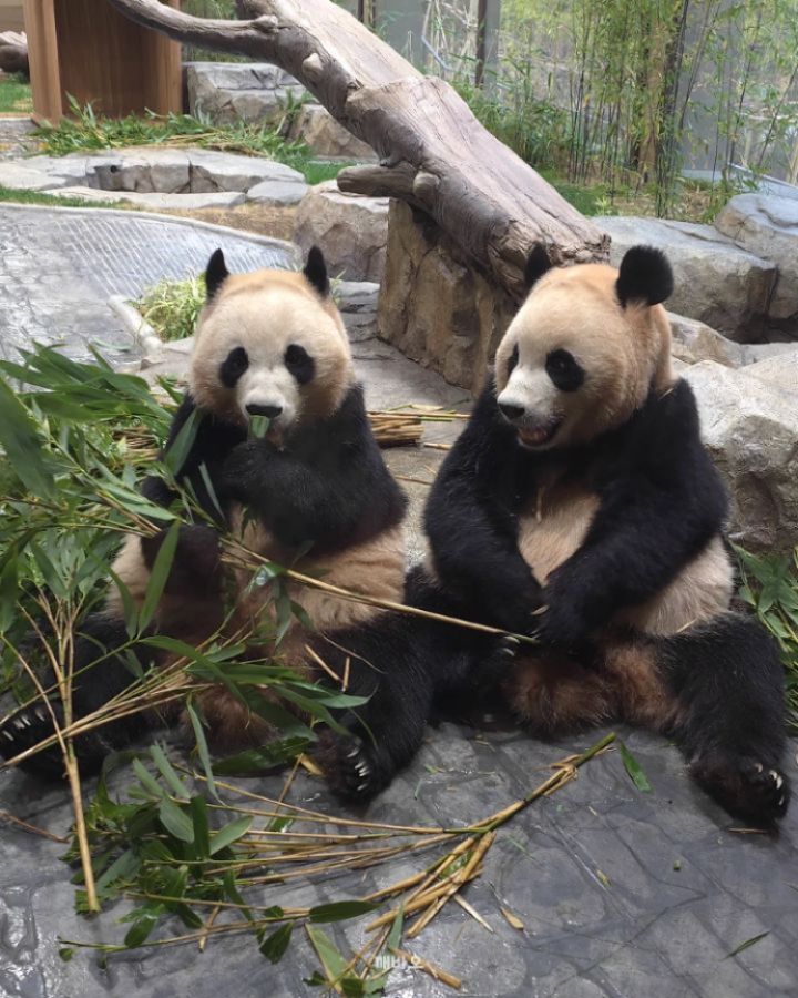 나란히 앉아서 밥 먹는 사이좋은 강아디들🐶
우리 루이가 언니라고 쬐끔 더 크긴 하네😆💕

2025.12.07
#푸바오 #Fubao #아기판다 #루이바오 #후이바오 #ruibao #huibao #睿宝 #辉宝 #아이바오 #panda #giantpanda #Aibao #babypanda #Lebao #러바오 #판다 #パンダ #熊貓 #福宝 #панда