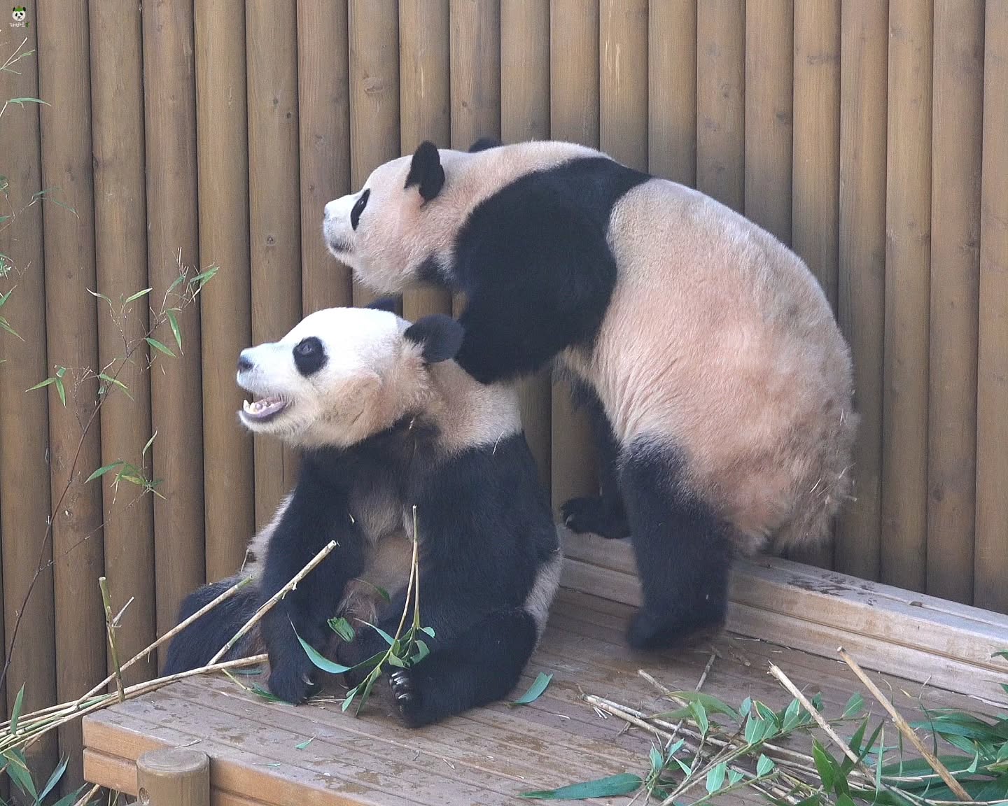 날씨도 좋고, 기분도 좋고😆
아침부터 나들이 나와서 즐거운 강아디들🐶💕

2025.12.08
#푸바오 #Fubao #아기판다 #루이바오 #후이바오 #ruibao #huibao #睿宝 #辉宝 #아이바오 #panda #giantpanda #Aibao #babypanda #Lebao #러바오 #판다 #パンダ #熊貓 #福宝 #панда