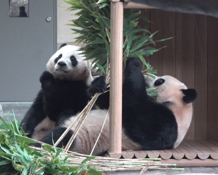 자연스럽게 언니 대나무 스틸하려다 실패하고 잠시 후쓱해짐🐼
ㅋㅋㅋㅋ 표정만 보면 후이가 대나무 뺏긴줄🤣

2025.12.07
#푸바오 #Fubao #아기판다 #루이바오 #후이바오 #ruibao #huibao #睿宝 #辉宝 #아이바오 #panda #giantpanda #Aibao #babypanda #Lebao #러바오 #판다 #パンダ #熊貓 #福宝 #панда