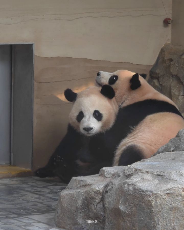 문앞에 나란히 앉아 간식시간 기다리다가🐶
후이가 못기다리고 가려고 하니까 루이가 못가게 말림(?) ㅋㅋ😆

웅니 말을 잘 들으면 자다가도 당근이 생긴다곰!🐻🥕

2025.12.07
#푸바오 #Fubao #아기판다 #루이바오 #후이바오 #ruibao #huibao #睿宝 #辉宝 #아이바오 #panda #giantpanda #Aibao #babypanda #Lebao #러바오 #판다 #パンダ #熊貓 #福宝 #панда