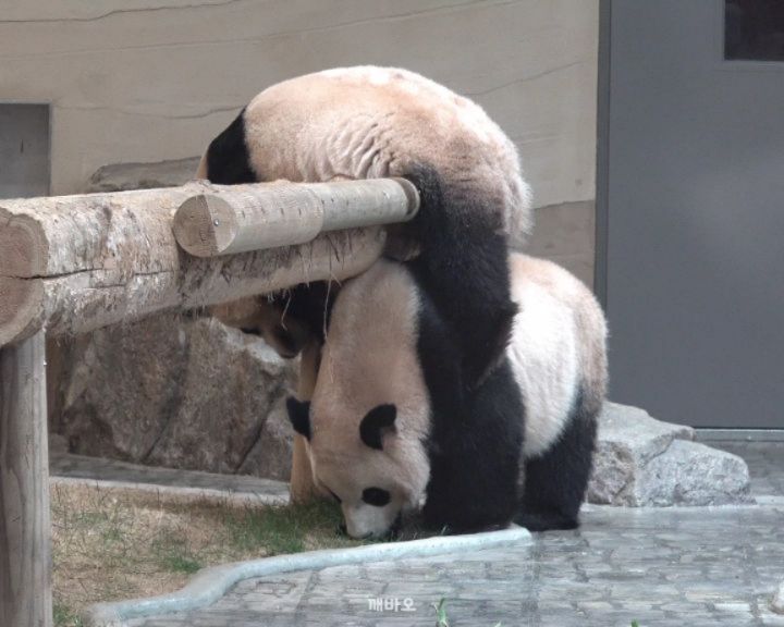 짧은 감쟈다리로 열심히 올라가보는 후이🐶
그리고 그런 동생을 조용히 지켜보고 있다가 슬쩍 다가와서는 잠시 등을 내어주는 루이..💜

2025.12.11
#푸바오 #Fubao #아기판다 #루이바오 #후이바오 #ruibao #huibao #睿宝 #辉宝 #아이바오 #panda #giantpanda #Aibao #babypanda #Lebao #러바오 #판다 #パンダ #熊貓 #福宝 #панда