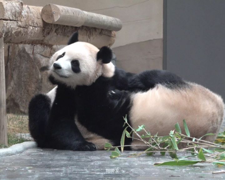 🐶 ㅇ ㅣ얍~!!
ㅋㅋㅋ 웅니한테 기술 쓰는 후이🤣

2025.12.11
#푸바오 #Fubao #아기판다 #루이바오 #후이바오 #ruibao #huibao #睿宝 #辉宝 #아이바오 #panda #giantpanda #Aibao #babypanda #Lebao #러바오 #판다 #パンダ #熊貓 #福宝 #панда