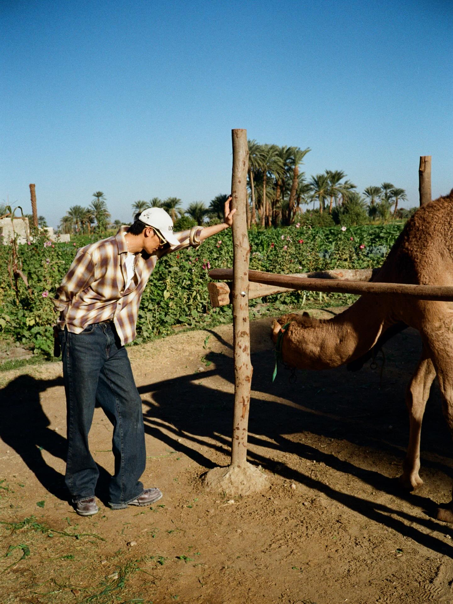 อูฐลาม้าแพะและหมู 🐪🫏🐐🐎🐽